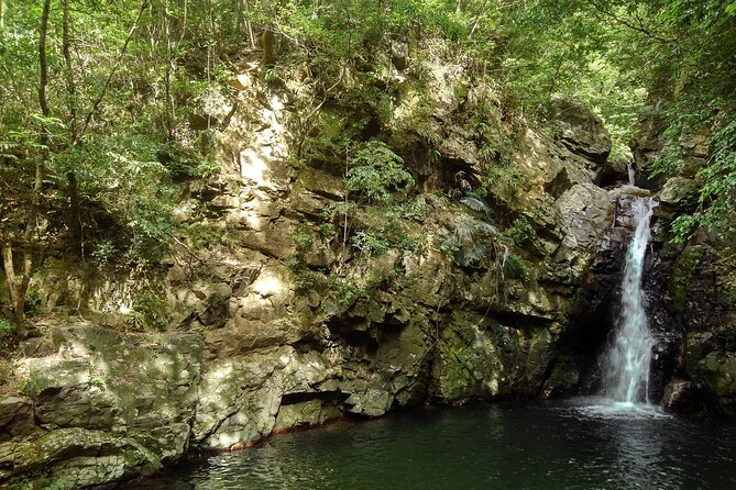 Okinawa Jungle Trails & Waterfalls – Private Yanbaru Tour - The First 30 Minutes: A Gentle Introduction to the Jungle