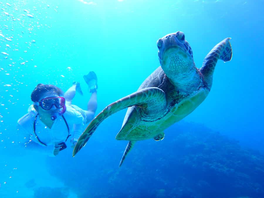 Okinawa : Kerama Whole Day Snorkeling Tour From Chatan/Naha - From Chatan or Naha to Kerama National Park