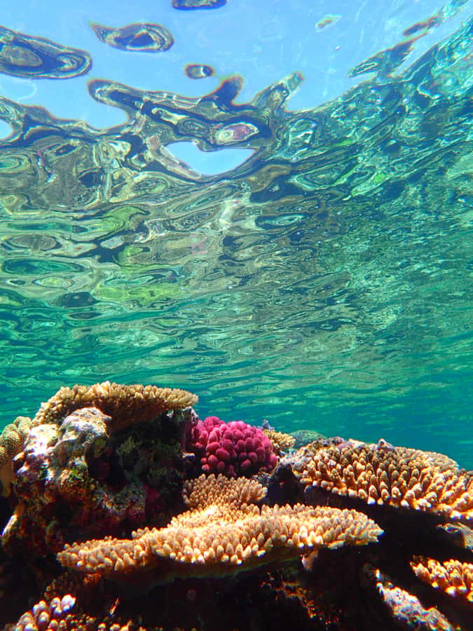 Okinawa : Kerama Whole Day Snorkeling Tour From Chatan/Naha - Coral care, sun protection, and what to bring