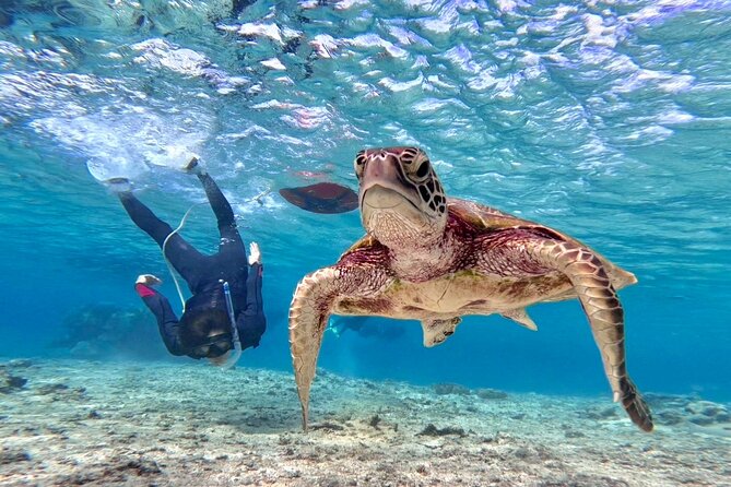 Okinawa Miyako Beach SUP or Canoe and sea turtle Snorkeling - Key points to know before booking