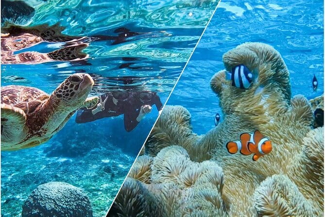 Okinawa Miyako Sea turtle Snorkeling Free Pick up and Drop off - Starting at Shigira Beach with transport covered