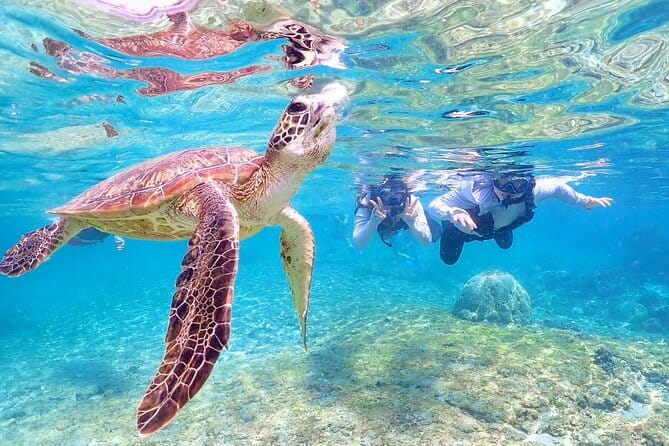 Okinawa Miyako Sea turtle Snorkeling Free Pick up and Drop off - Free underwater photos are a genuine bonus