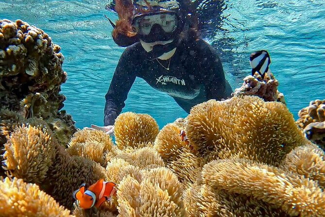 Okinawa Miyako Sea turtle Snorkeling Free Pick up and Drop off - Who should book this Miyakojima snorkel?