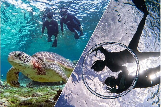 Okinawa Miyako Sea turtle Snorkeling Free Pick up and Drop off - Meeting sea turtles near Miyakojima