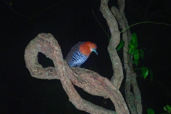 Okinawa Miyako Star Gazing & Subtropical Jungle Night Tour - Searching for coconut crabs and other night creatures