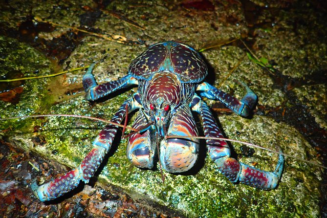 Okinawa Miyako Star Gazing & Subtropical Jungle Night Tour - Price, group size, and what the $32.37 fee buys