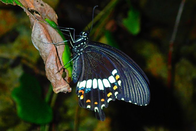 Okinawa Miyako Star Gazing & Subtropical Jungle Night Tour - Weather, safety, and who should skip it