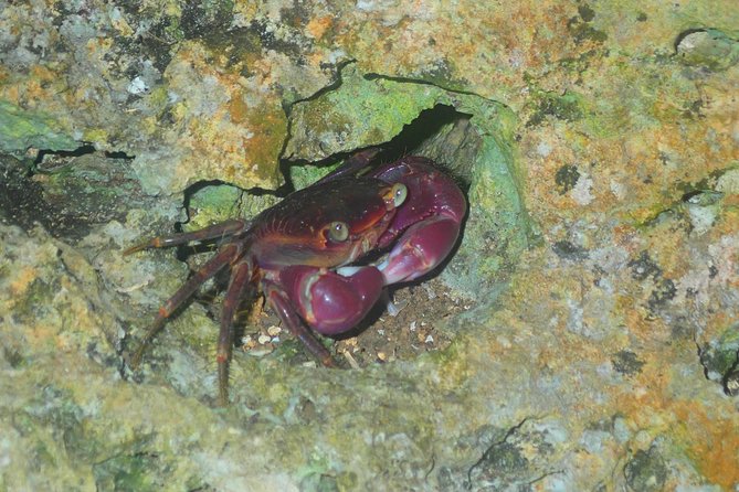 Okinawa Miyako Star Gazing & Subtropical Jungle Night Tour - Tips for making the evening easier