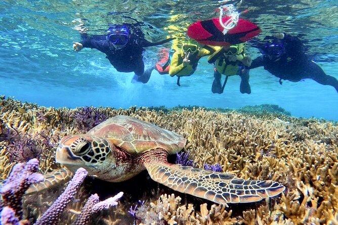 Okinawa Miyakojima 1 day Sea Turtle Snorkeling & Pumpkin Cave & Sea Kayak - What the photo promise really means