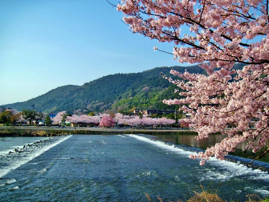 Osaka/Kyoto: Arashiyama, Nara & Fushimi Inari Shrine w/Lunch - Nara Park and the deer