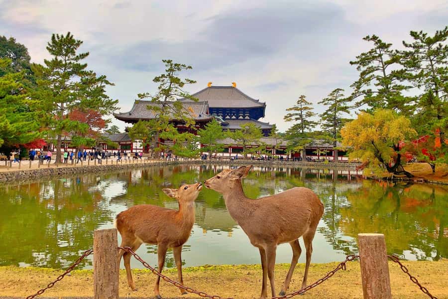 Osaka/Kyoto: Arashiyama, Nara & Fushimi Inari Shrine w/Lunch - Timing, transport, and the real pace