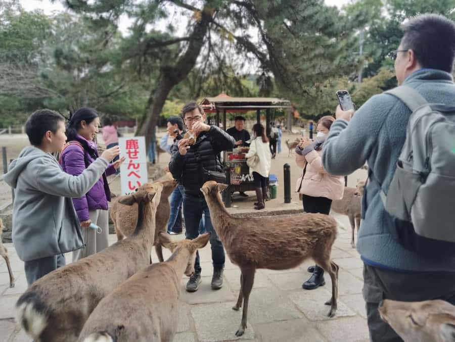 Osaka/Kyoto: Arashiyama, Nara & Fushimi Inari Shrine w/Lunch - Is $61 a fair price?