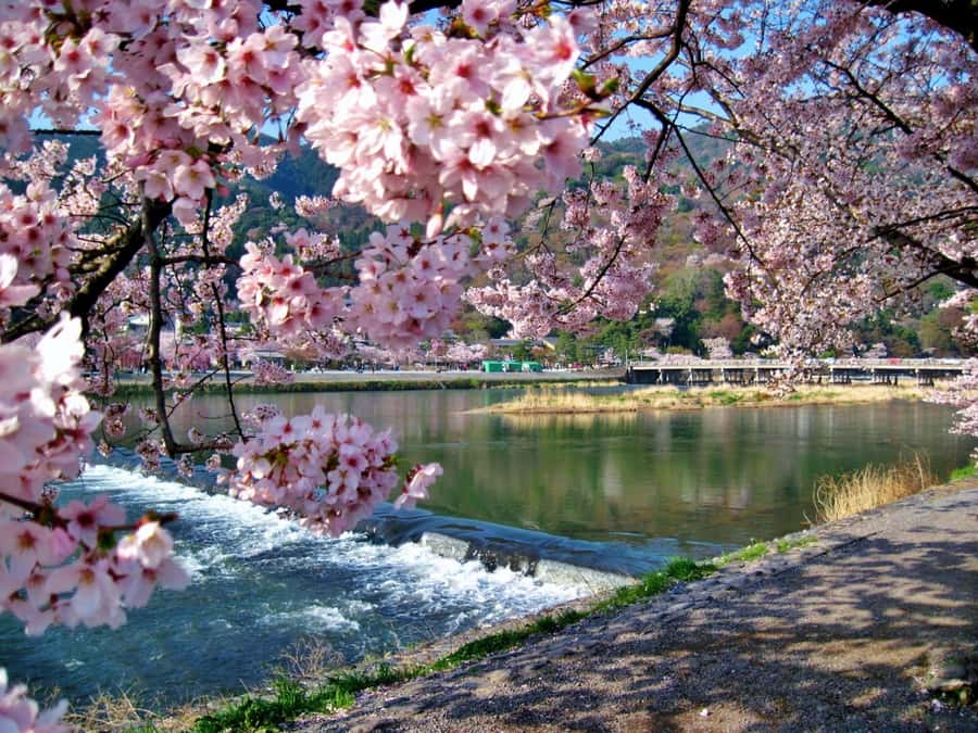 Osaka/Kyoto:Kinkakuji,Arashiyama,FushimiInariShrine,NaraPark - What to bring and how to prepare
