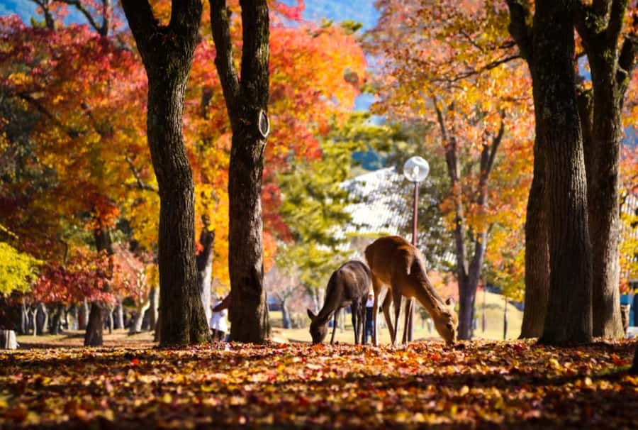 Osaka/Kyoto:Kinkakuji,Arashiyama,FushimiInariShrine,NaraPark - Arashiyama and the Bamboo Grove