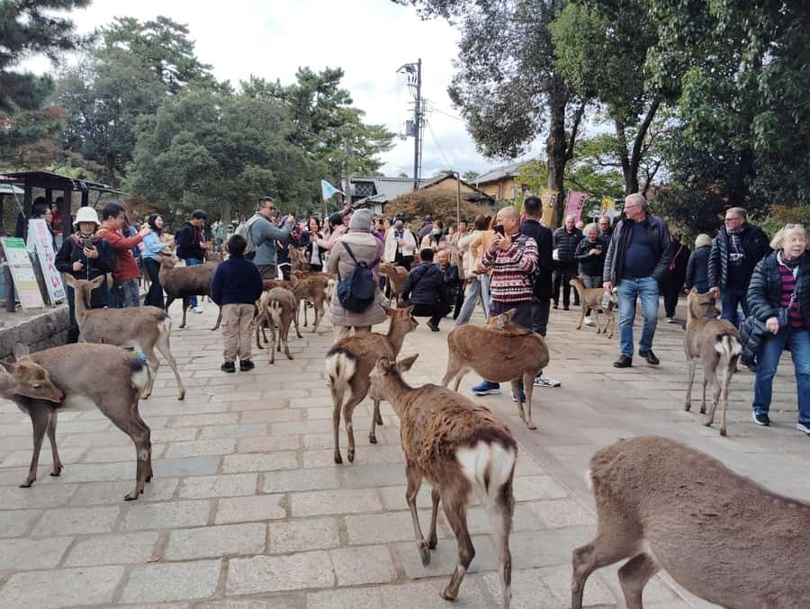 Osaka/Kyoto:Kinkakuji,Arashiyama,FushimiInariShrine,NaraPark - Is $66 good value?