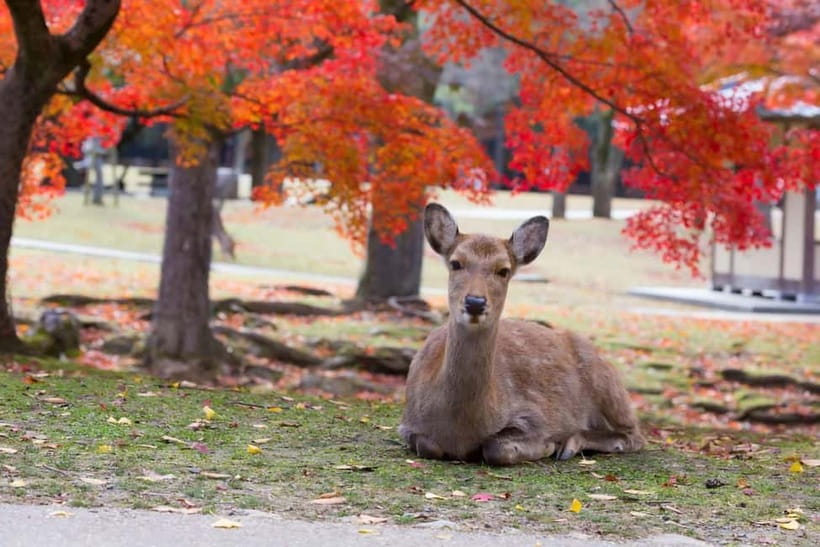 Osaka: Kyoto & Nara & Uji Historical and Scenic One-Day Tour - Fushimi Inari Taisha and the red torii gates