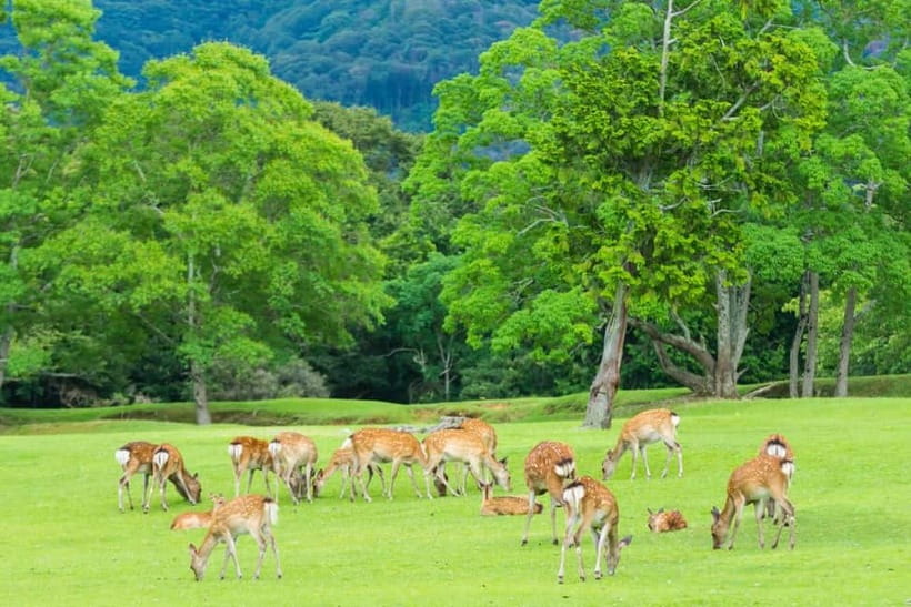 Osaka: Kyoto & Nara & Uji Historical and Scenic One-Day Tour - The biggest drawback is time on the road