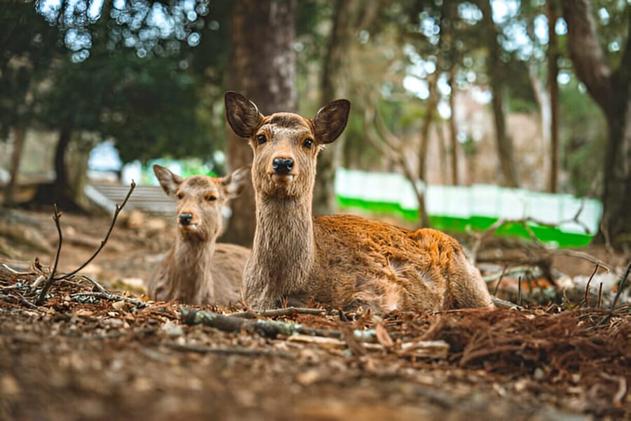 Osaka/Kyoto: Private Kyoto and Nara Day Trip - Choosing Kyoto only for a fuller cultural day
