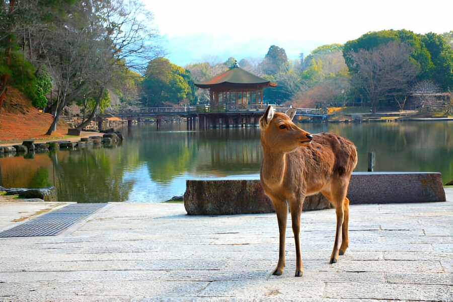 Osaka/Kyoto: Private Kyoto and Nara Day Trip - Crossing to Nara Park and its friendly deer