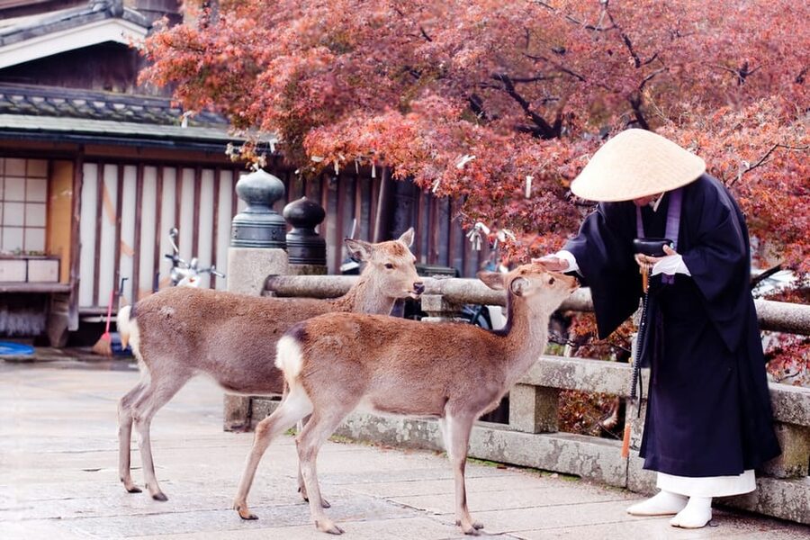 Osaka/Kyoto: Private Kyoto and Nara Day Trip - Tōdai-ji Temple and the Great Buddha