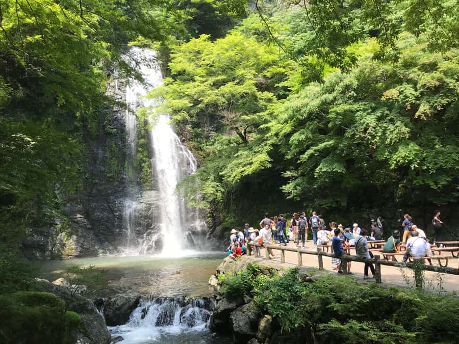 Osaka: Mino Forest Walk and Giant Waterfall with Local Lunch - The 30-Minute Forest Hike to Mino Waterfall
