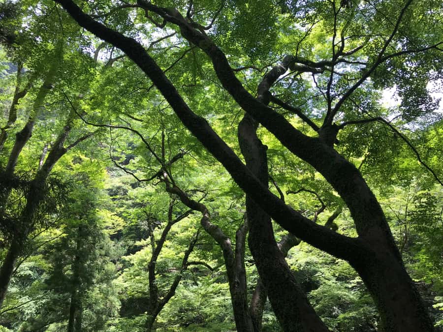 Osaka: Mino Forest Walk and Giant Waterfall with Local Lunch - A Quieter Route and Time to Enjoy the Waterfall
