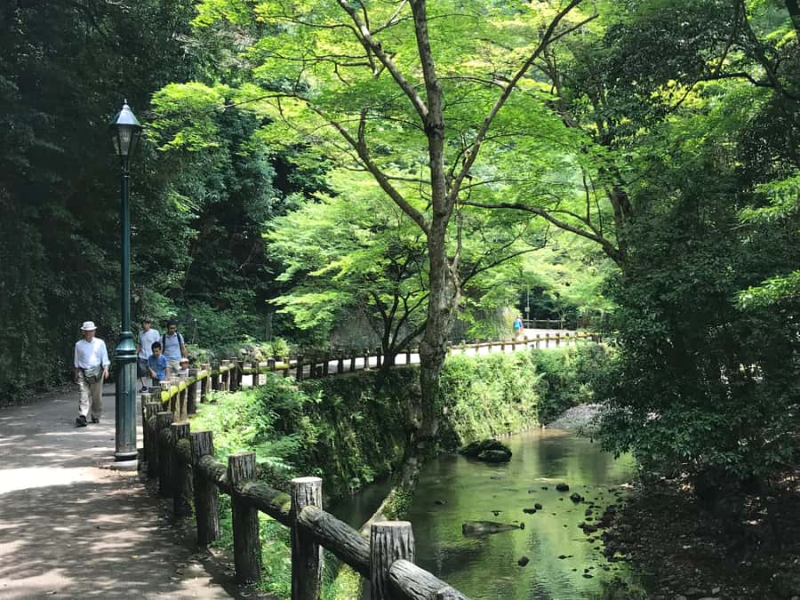 Osaka: Mino Forest Walk and Giant Waterfall with Local Lunch - Who Should Book This Mino Day Trip?