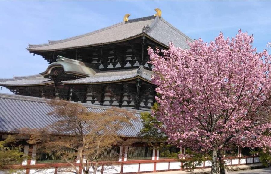 Osaka: Nara and Uji Day Trip with Deer Park and Hot Spring - Nara Park and the deer near Wakakusa Mountain