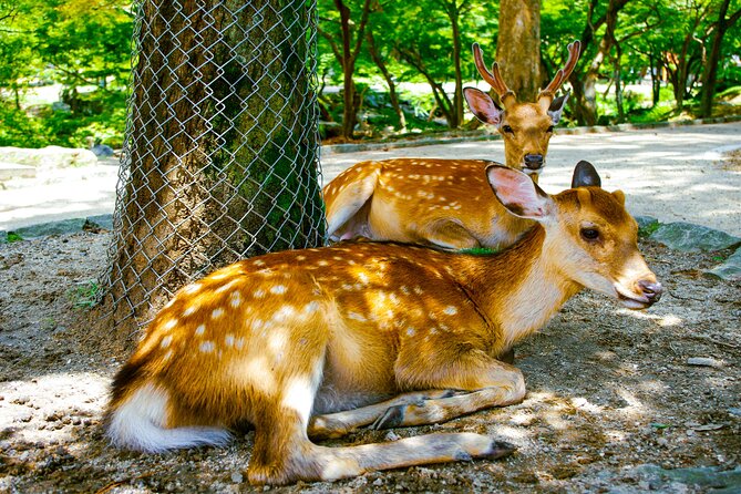 Osaka & Nara in 1-Day by Private Van with Local Expert Guide - American Village and Osaka’s youth culture