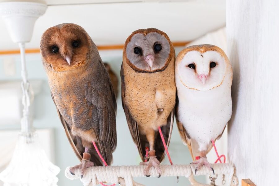 Owl Cafe Tokyo Akiba Fukurou - Key points to know before booking
