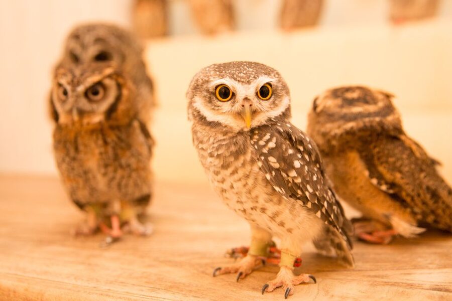 Owl Cafe Tokyo Akiba Fukurou - The best way to enjoy the 50 minutes