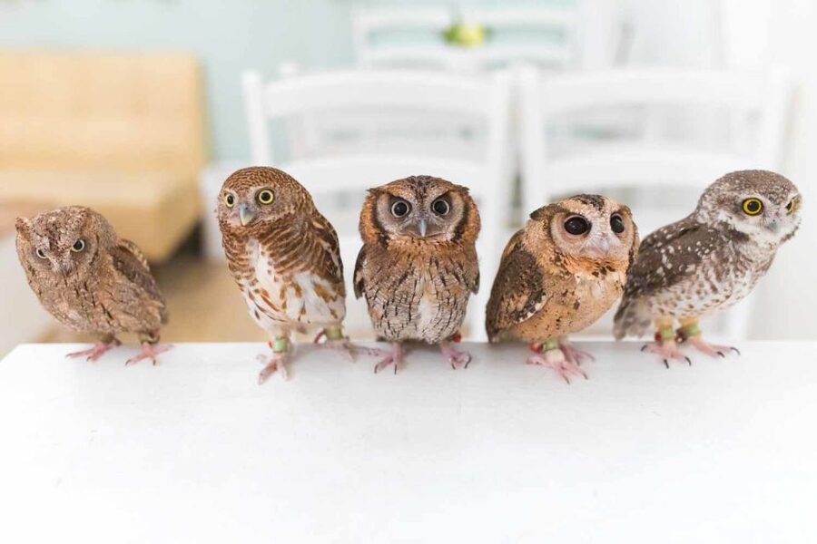 Owl Cafe Tokyo Akiba Fukurou - Meeting a wide range of owl personalities