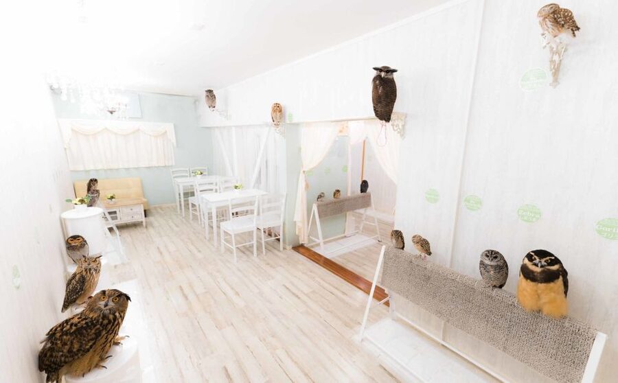 Owl Cafe Tokyo Akiba Fukurou - Photos without turning the session into a photo shoot