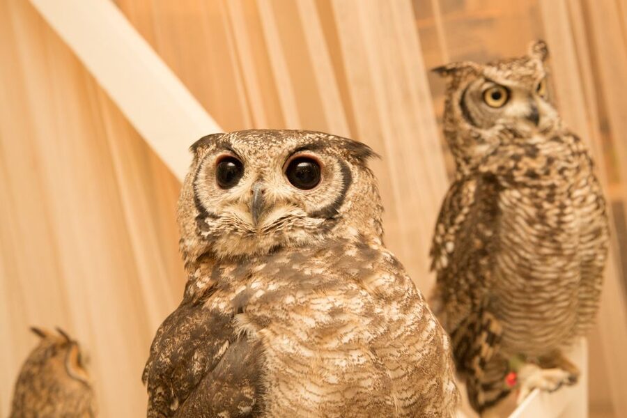 Owl Cafe Tokyo Akiba Fukurou - Why the $35 price can make sense
