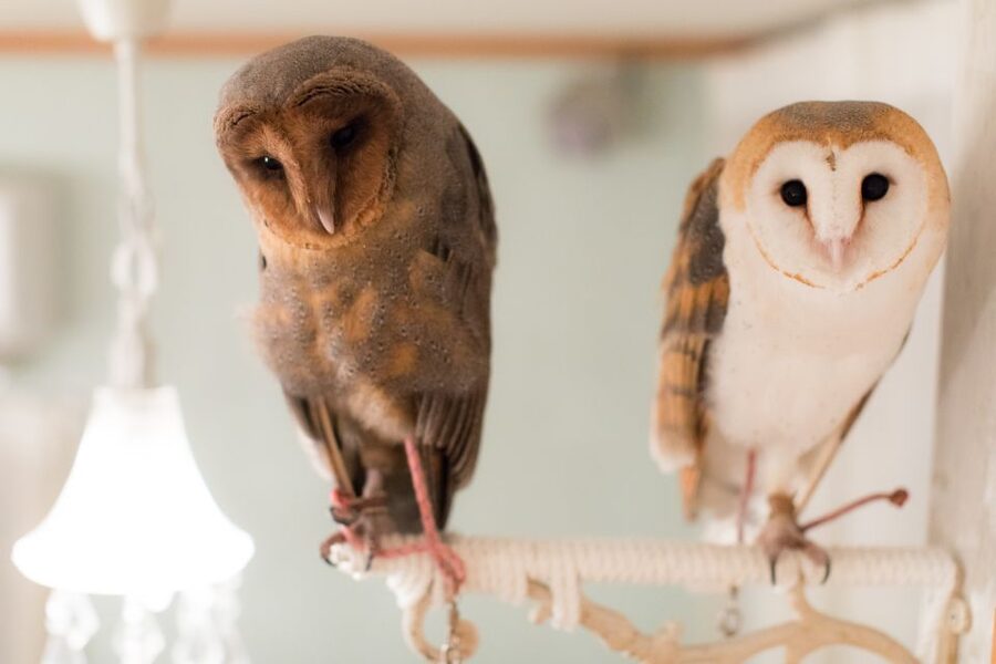 Owl Cafe Tokyo Akiba Fukurou - Who should book Akiba Fukurou