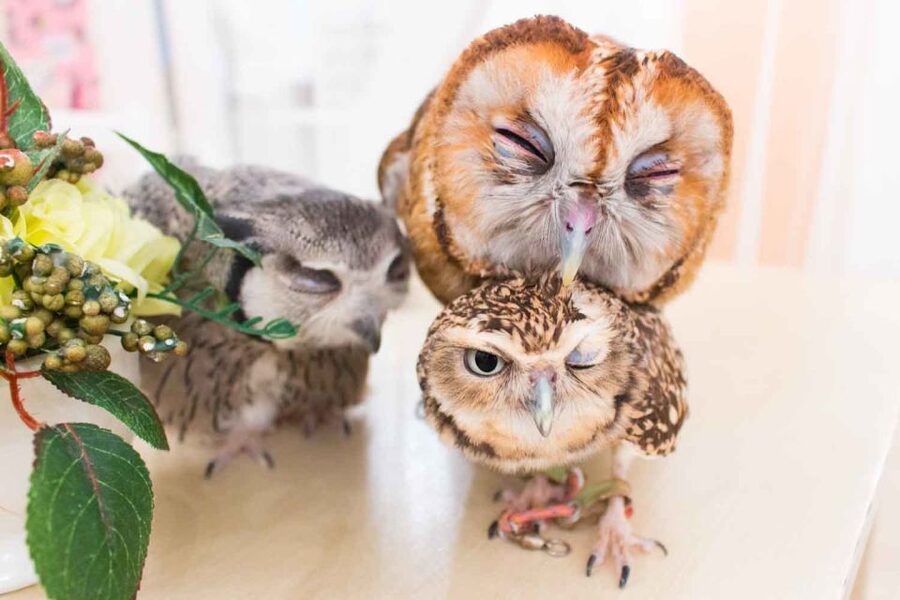 Owl Cafe Tokyo Akiba Fukurou - Booking, timing, and cancellation advice