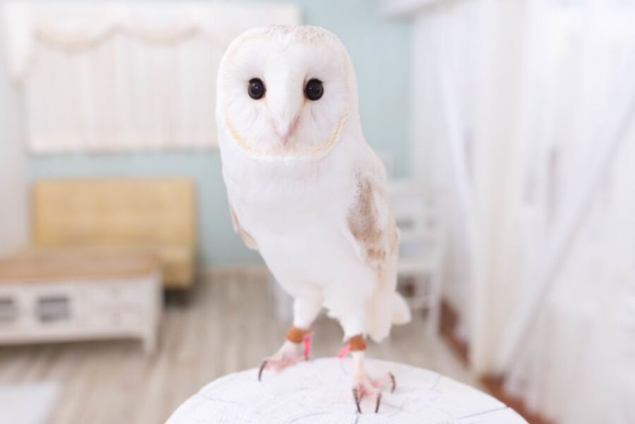 Owl Cafe Tokyo Akiba Fukurou - Your first lesson: quiet hands and calm voices