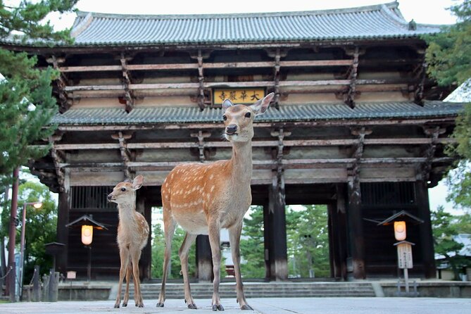 Perfect Nara Park Half-Day Bus Tour with English Speaking Guide - Key points to know before booking