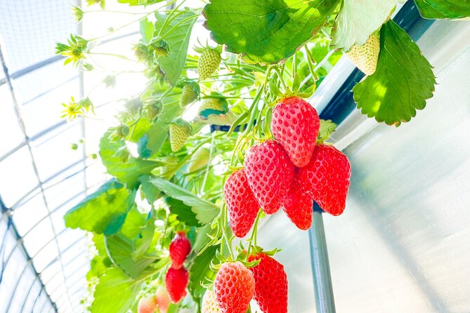 Play with Snow Crab Buffet Lunch and Strawberry Picking Bus Tour - Two hours at Kobe-Sanda Premium Outlets