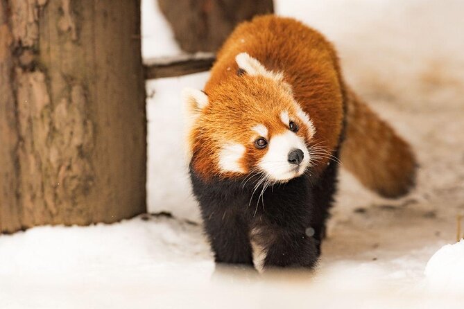【Private Car】Asahiyama Zoo, Blue Pond, Shirahige Falls, Ningle Terrace (from Sapporo) - Four Hokkaido sights from one Sapporo pickup