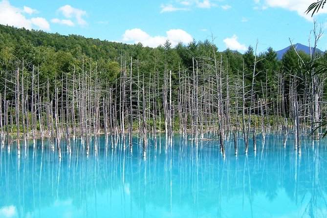【Private Car】Asahiyama Zoo, Blue Pond, Shirahige Falls, Ningle Terrace (from Sapporo) - What the private car changes