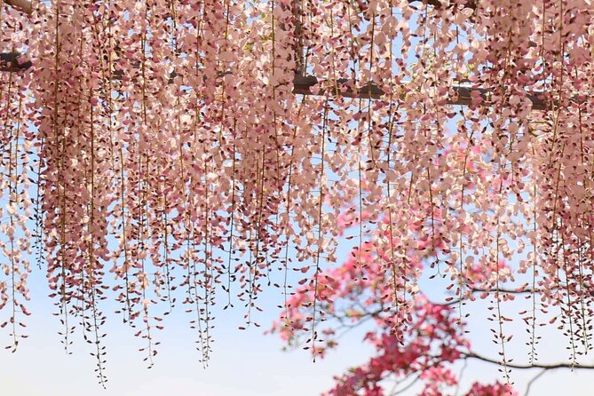 Private departure transfer from Kyoto city to Kansai International airport - Who should book this Kyoto airport transfer?