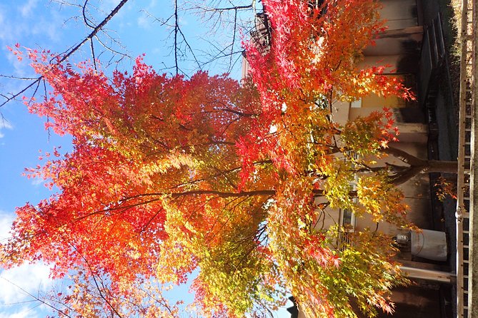 Private-group Morning Cycling Tour in Hida-Furukawa - Who will enjoy this Hida-Furukawa ride most