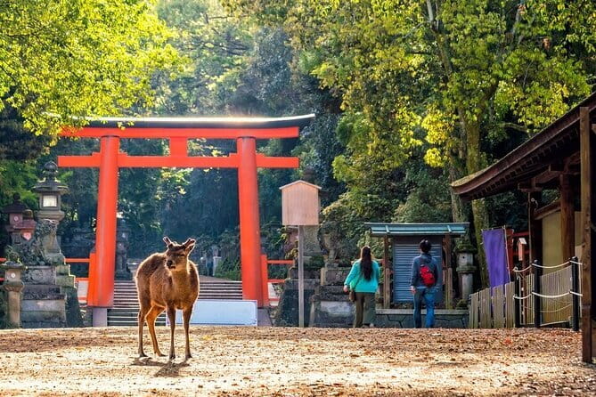 Private Kyoto Customizable Day Tour with English Speaking Driver - Fushimi Inari’s endless red gates