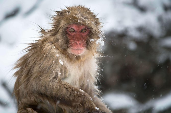 Private Nagano 1-Day Tour:Snow Monkeys,Zenko-ji,Obuse,Sake,Onsen - The Hokusai Museum and a quieter artistic stop
