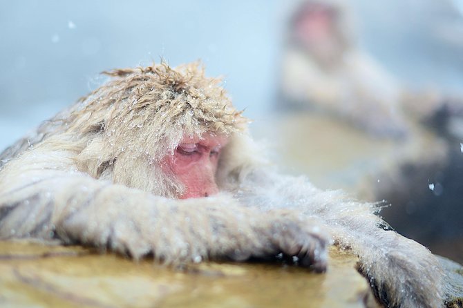 Private Nagano 1-Day Tour:Snow Monkeys,Zenko-ji,Obuse,Sake,Onsen - Where the onsen fits into the day