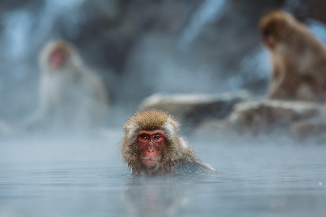 Private Nagano 1-Day Tour:Snow Monkeys,Zenko-ji,Obuse,Sake,Onsen - Private car or public transport?