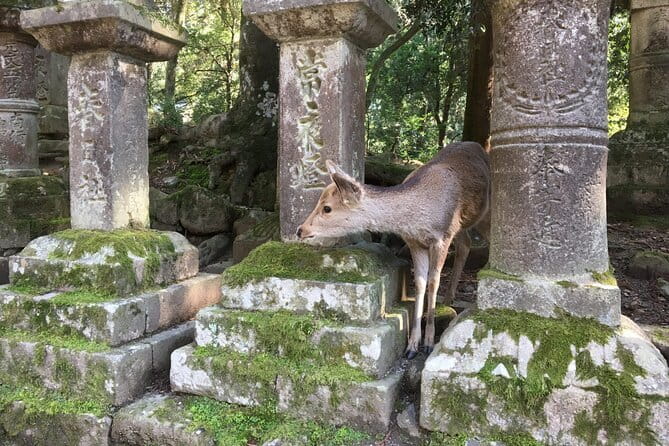 Private Nara Tour and Sake Tasting (Departing from Kyoto/Nara) - Nara Park and the famous deer