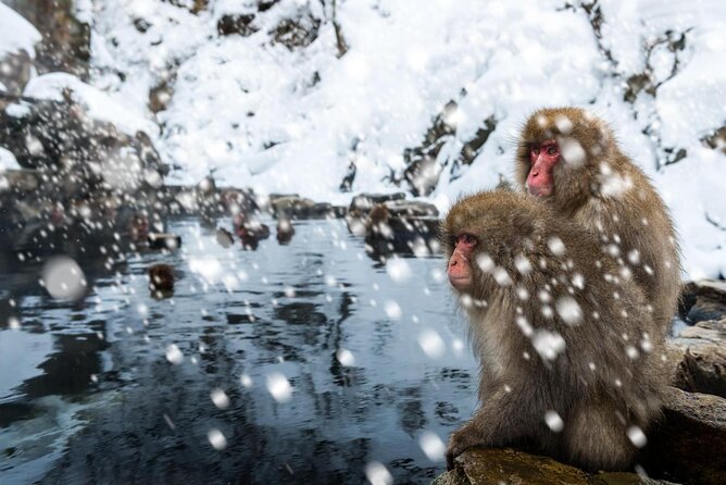 Private Snow Monkey Tour - Conveniently Resort Hop and Sightsee - Key points at a glance