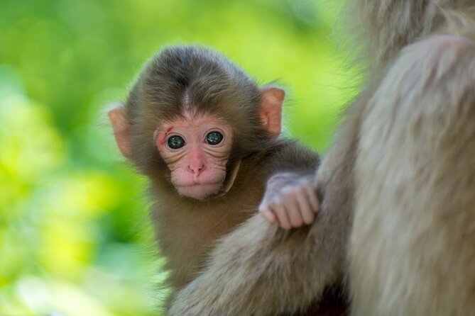 Private Snow Monkey Tour - Conveniently Resort Hop and Sightsee - What the guides add to the day